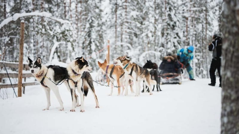 Rovaniemi: Reindeer, Huskies & Santa Claus Village - Guides and Group Feel: Expect Friendly English Help