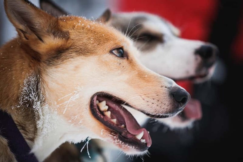 Rovaniemi: Reindeer, Huskies & Santa Claus Village - Tips to Make This Day Feel Easy (Not Just Cold)