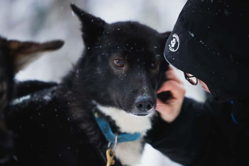Rovaniemi: Reindeer, Huskies & Santa Claus Village - Who This Tour Fits Best (and Who Might Want a Longer Option)
