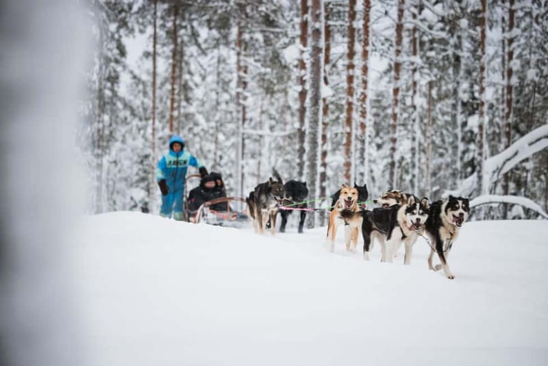 Rovaniemi: Reindeer, Huskies & Santa Claus Village - Should You Book This Rovaniemi Reindeer, Husky, and Santa Day?
