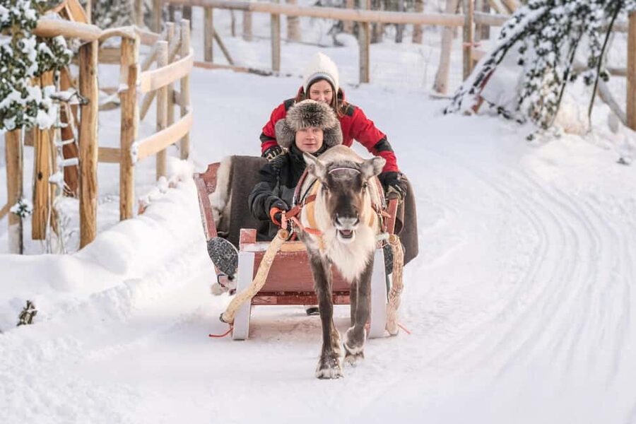 Rovaniemi: Reindeer Safari at 200-Year-Old Farm & Sled Ride - Key Highlights Worth Planning For