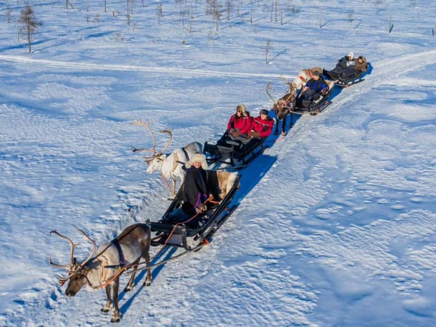 Rovaniemi: Reindeer Safari at 200-Year-Old Farm & Sled Ride - First, You’re Picked Up and Delivered in Comfort