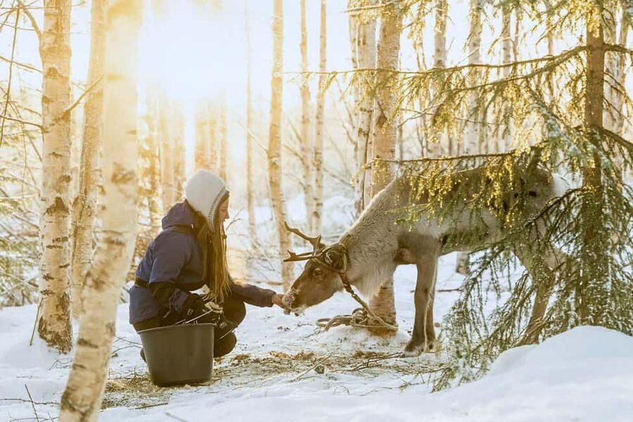 Rovaniemi: Reindeer Safari at 200-Year-Old Farm & Sled Ride - The Sled Ride: A Gentle 2.5 km Glide Through Snow Silence