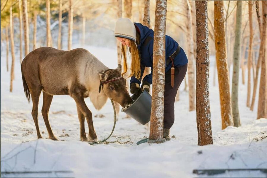 Rovaniemi: Reindeer Safari at 200-Year-Old Farm & Sled Ride - Practical Tips So You Stay Warm and Enjoy It