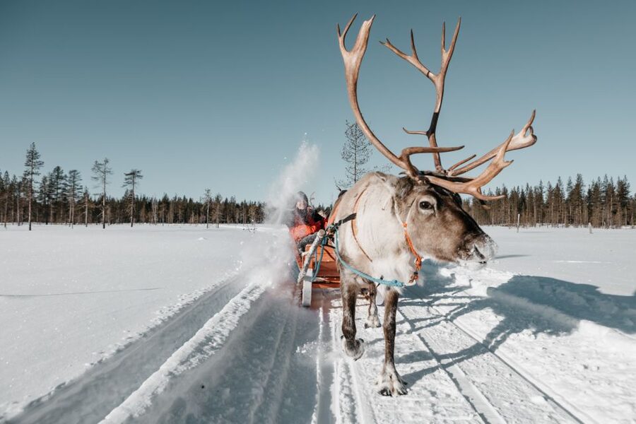 Rovaniemi: Reindeer Sleigh Ride with Hot Drink and Cookies - Quick hits before you go