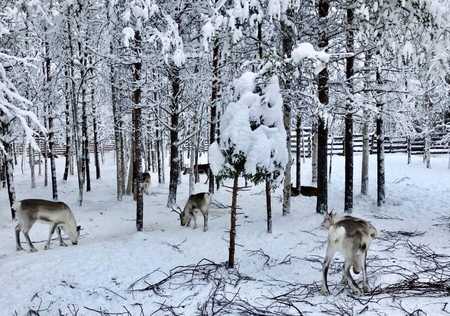 Rovaniemi: Reindeer Sleigh Ride with Hot Drink and Cookies - The 1.5 km reindeer sleigh ride through the frozen forest