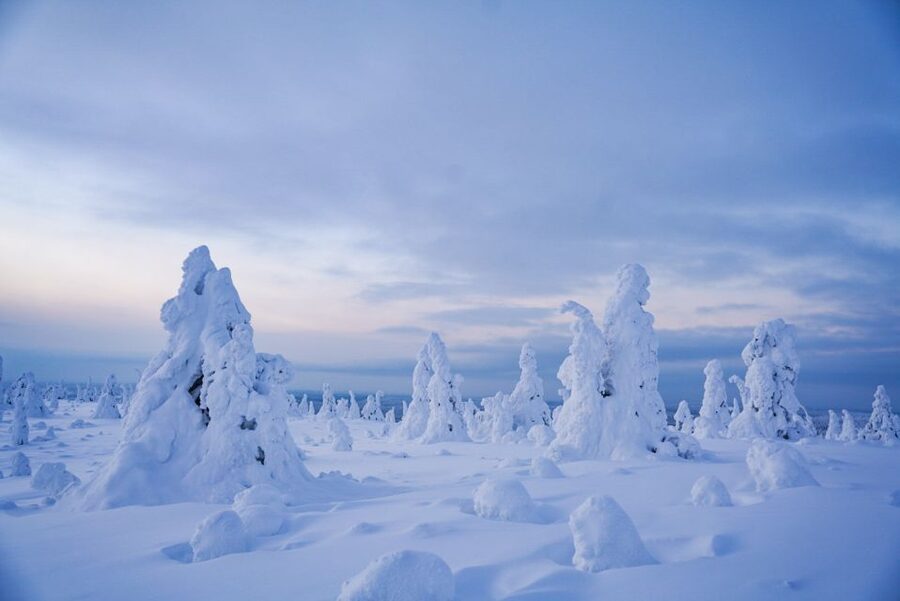 Rovaniemi: Riisitunturi National Park Day Trip with Lunch - Key things that make this day trip work