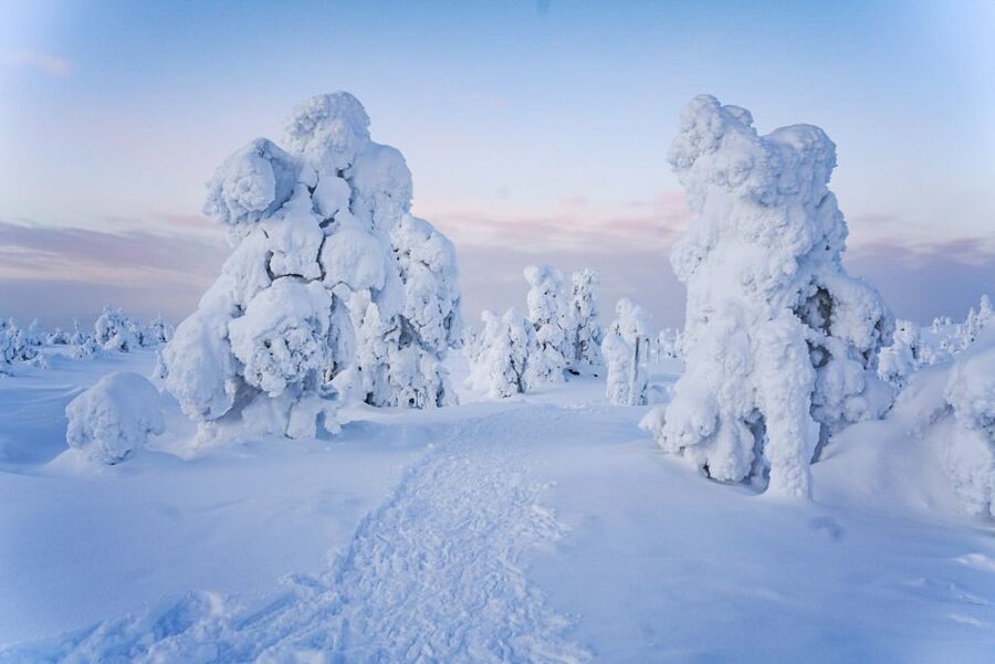 Rovaniemi: Riisitunturi National Park Day Trip with Lunch - Guides in a small group: why max 8 people changes the day