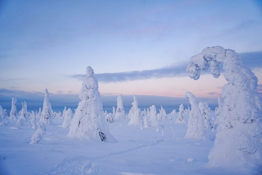 Rovaniemi: Riisitunturi National Park Day Trip with Lunch - Price and what $223 buys you in the real world