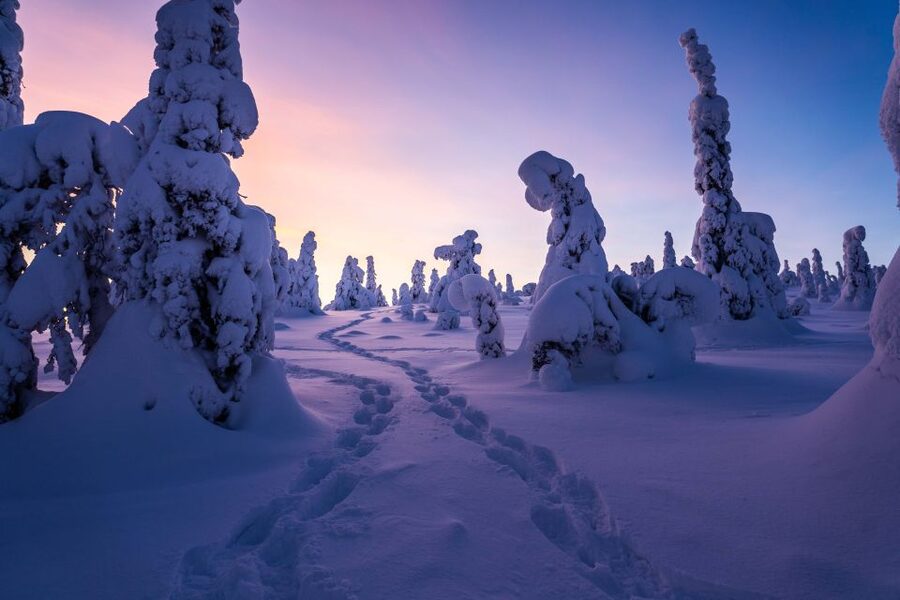 Rovaniemi: Riisitunturi National Park with Pro Photos & BBQ - Timing and Flow: How the Day Stays Relaxed Enough to Enjoy