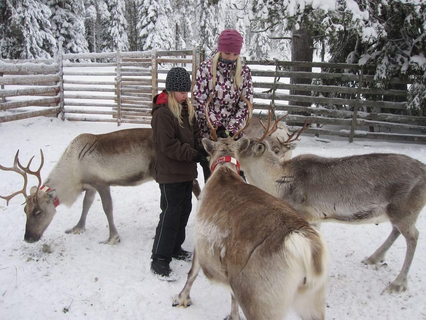 Rovaniemi: Saami Reindeer Farm Visit & Sleigh Ride - Rovaniemi hotel pickup: winter logistics done right