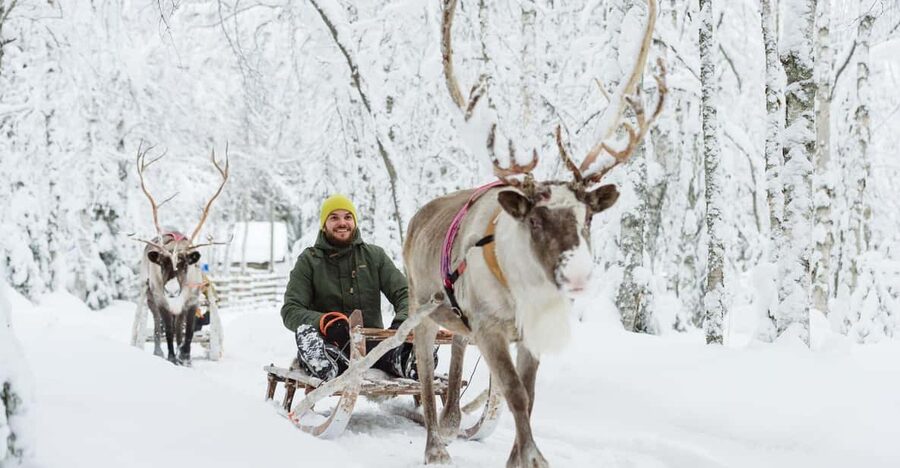 Rovaniemi: Saami Reindeer Farm Visit & Sleigh Ride - Feeding and photos: close to the herd, without it feeling rushed