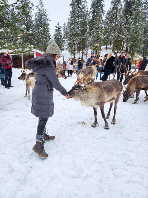 Rovaniemi: Saami Reindeer Farm Visit & Sleigh Ride - Kota hut stories and hot drink comfort stop