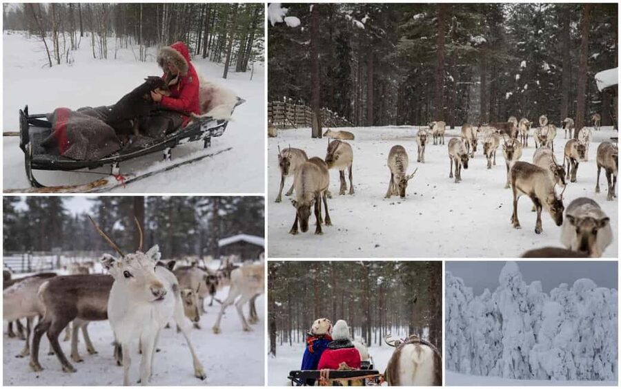 Rovaniemi: Saami Reindeer Farm Visit & Sleigh Ride - The wooden sleigh ride: excitement, then back to town