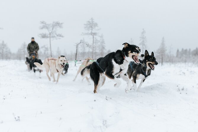Rovaniemi Santa Claus Village Husky and Reindeer Tour VIP VAN - A VIP van pickup that starts fast in Rovaniemi