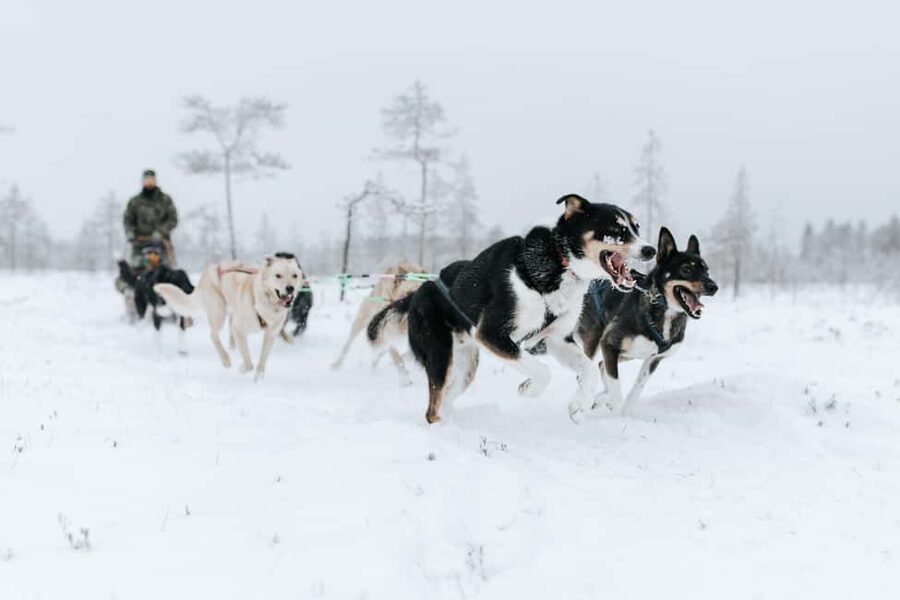 Rovaniemi: Santa Claus Village, Husky & Reindeer Tour - Price and value: what $281 buys in a 6-hour family day