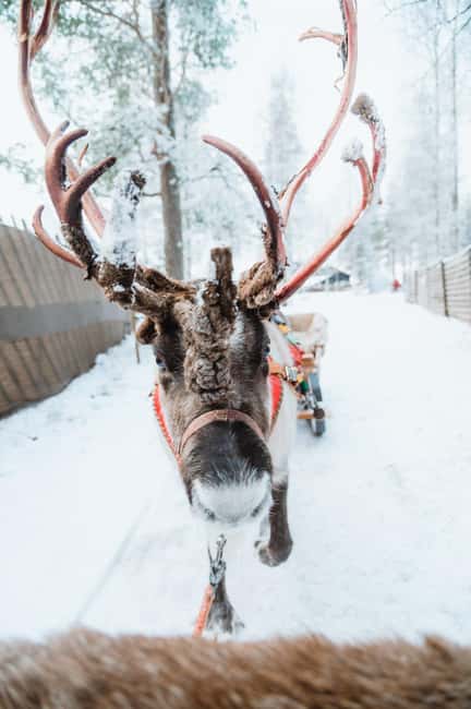 Rovaniemi: Santa Claus Village, Husky & Reindeer Tour - Meeting Santa plus Arctic Circle crossing: two bucket-list moments, one trip