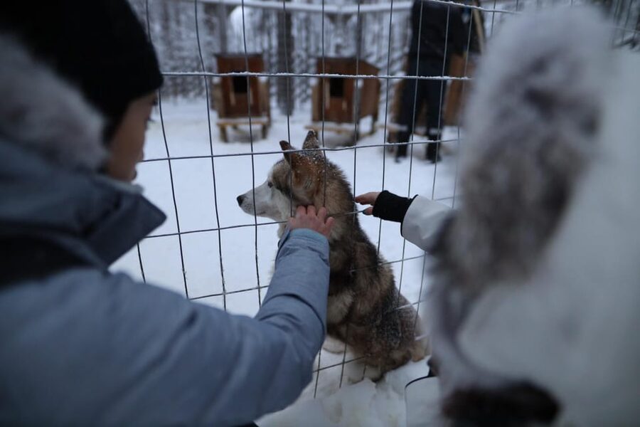 Rovaniemi: Santa Claus Village Tour Huskies & Reindeer ride - Husky park: petting Siberian huskies and learning from the locals