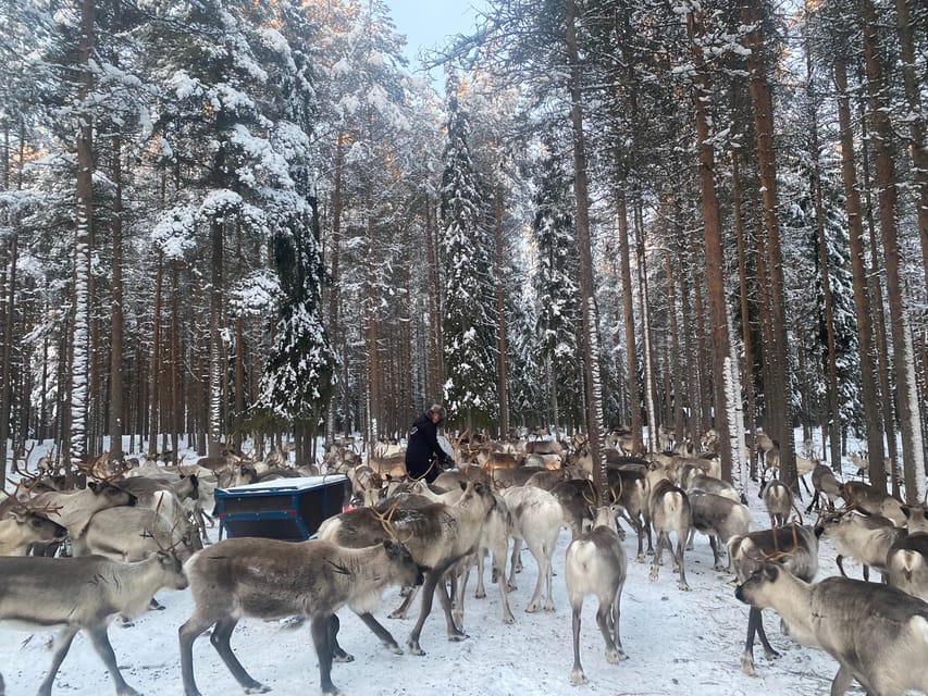 Rovaniemi: Santa Claus Village Tour Huskies & Reindeer ride - Price and value: what you’re really paying for at $235 per person