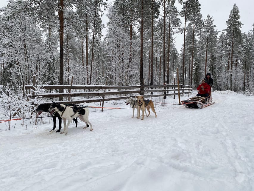 Rovaniemi: Santa Claus Village Tour Huskies & Reindeer ride - What to expect in a typical 4.5-hour flow