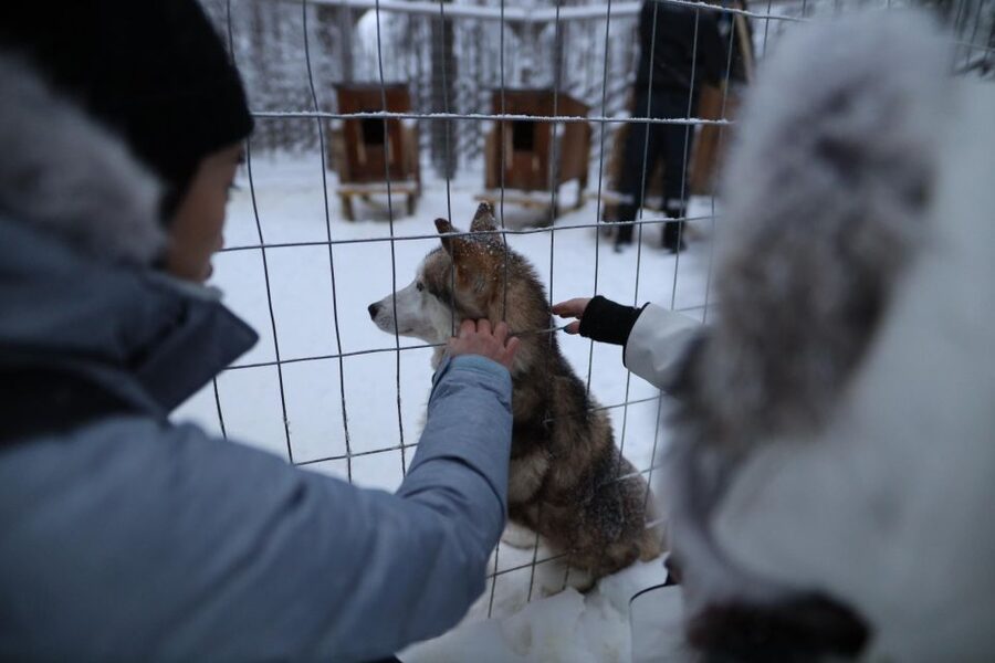 Rovaniemi: Santa Claus Village Tour Huskies & Reindeer Visit - From Rovaniemi Pickup to Santa Claus Village: The Fast Route Into Lapland