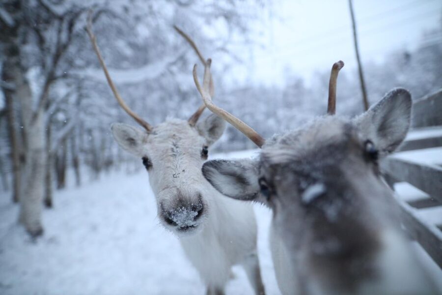 Rovaniemi: Santa Claus Village Tour Huskies & Reindeer Visit - The Value Question: Is $235 Worth It for 4.5 Hours?