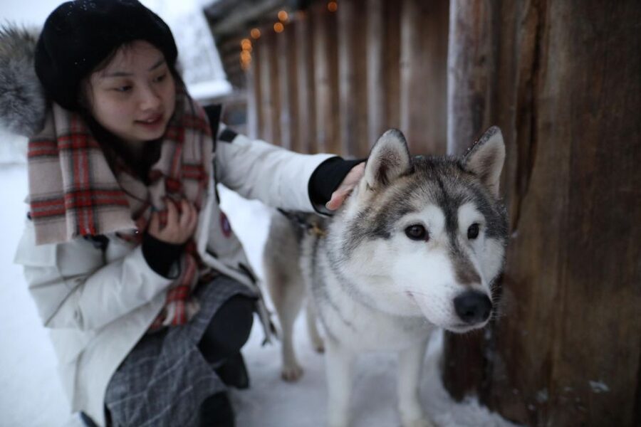 Rovaniemi: Santa Claus Village Tour Huskies & Reindeer Visit - Husky Park: Petting Siberian Huskies (and Meeting Puppies)