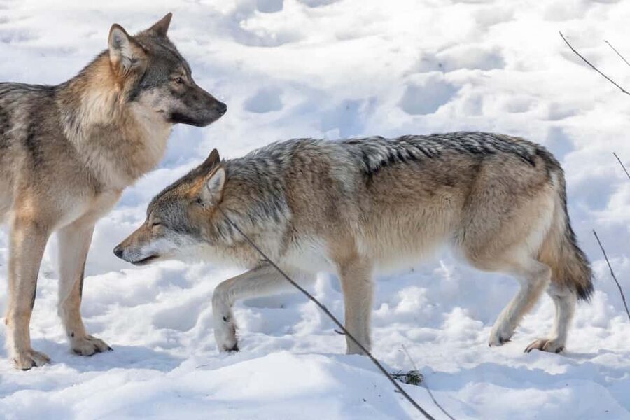 Rovaniemi: Santa, Reindeer & Ranua Zoo with Private Tour - Wildlife surprises on the way back