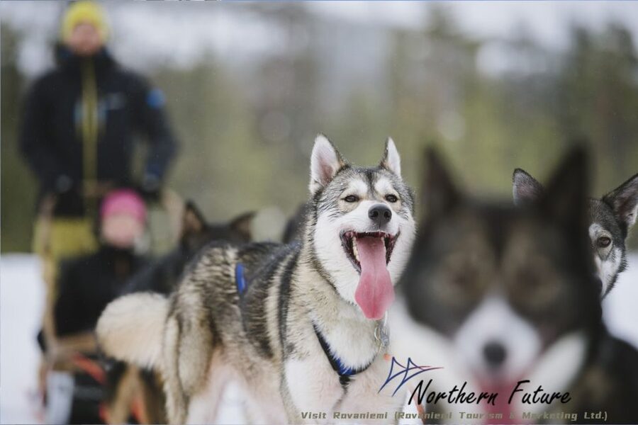Rovaniemi: Santa's Reindeer and Husky Safari with Aurora BBQ - Key Things To Know Before You Go