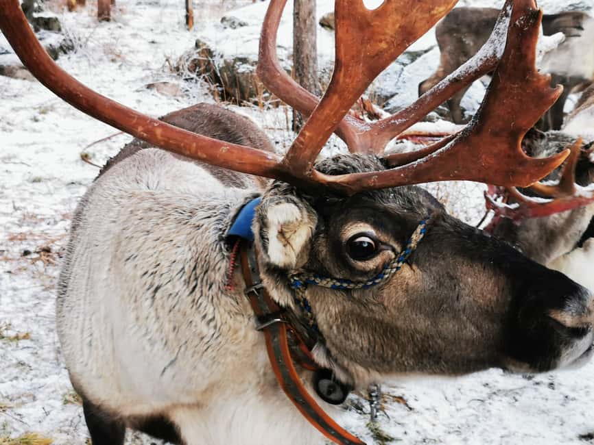 Rovaniemi: Santa's Reindeer and Husky Safari with Aurora BBQ - Rovaniemi in One Shot: Animals by Day, Northern Lights by Night