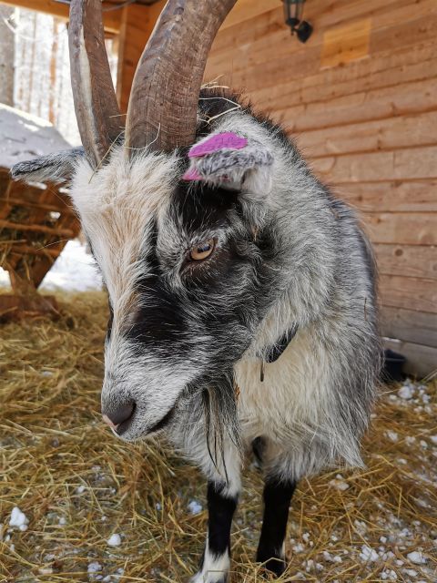 Rovaniemi: Santa's Reindeer and Husky Safari with Aurora BBQ - Santa Village Free Time: Use It Like a Local