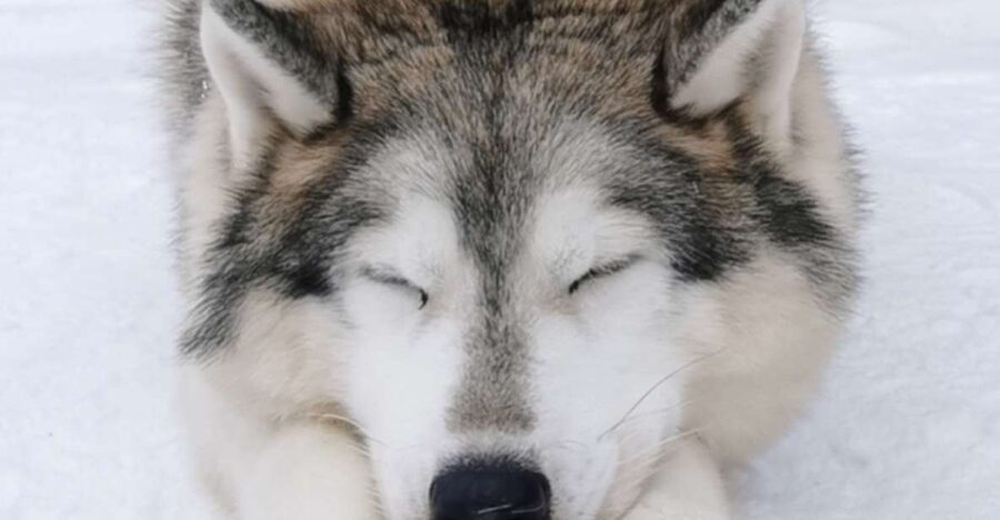 Rovaniemi: Santa's Reindeer and Husky Safari with Aurora BBQ - Evening Aurora Hunt: Two Spots and a Guide’s Real Job