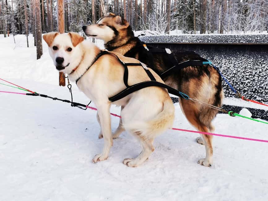 Rovaniemi: Santa's Reindeer and Husky Safari with Aurora BBQ - Transport and Timing: Why Small Groups Matter at Night