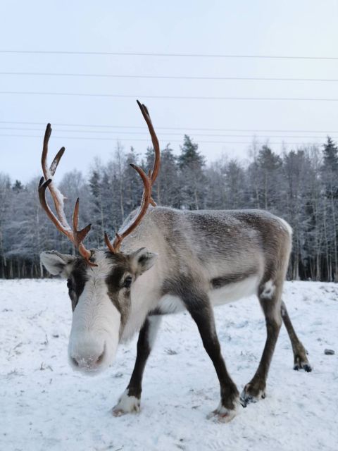 Rovaniemi: Santa's Reindeer and Husky Safari with Aurora BBQ - Price and Value: Is $281 Worth It?