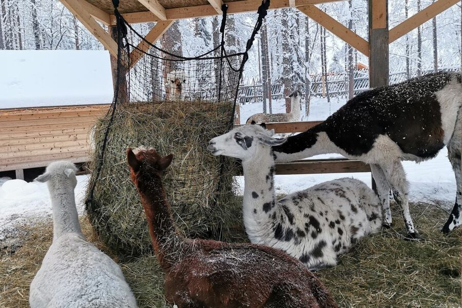 Rovaniemi: Santa's Reindeer and Husky Safari with Aurora BBQ - Packing for Real Cold: Don’t Underestimate the Basics