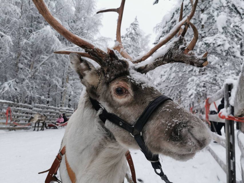 Rovaniemi: Santa's Reindeer and Husky Safari with Aurora BBQ - The Morning: Husky Safari (500m) and Lapland Reindeer (400m)