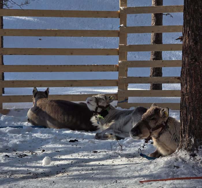 Rovaniemi:Self-drive Husky safari with a Reindeer Farm visit - Why this husky-and-reindeer combo feels different