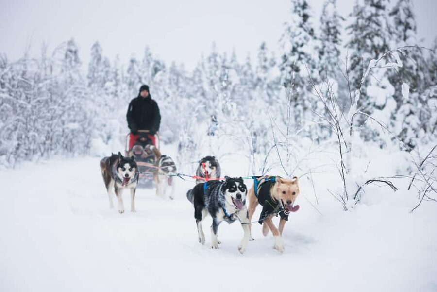 Rovaniemi: Self-Driving Husky Tour 7-kilometers - Key things to know before you go