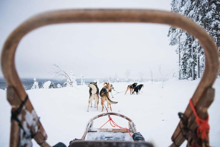 Rovaniemi: Self-Driving Husky Tour 7-kilometers - The transfer to the husky farm: your first taste of Lapland winter