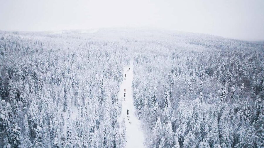 Rovaniemi: Self-Driving Husky Tour 7-kilometers - Husky time after the ride: cuddles, questions, and warm drinks
