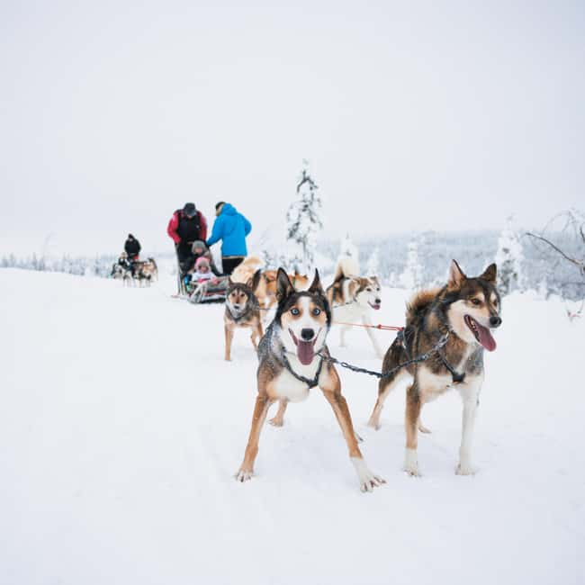 Rovaniemi: Self-Driving Husky Tour 7-kilometers - Should you book the self-driving husky tour?