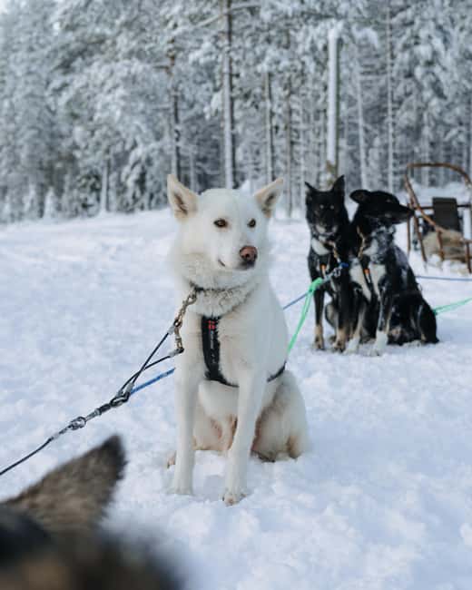 Rovaniemi: Small group Adults-Only 12-18km Husky Tour - Key things I’d pay attention to