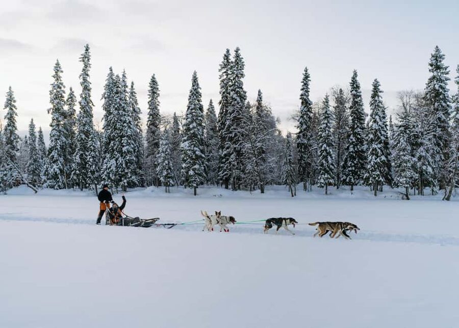 Rovaniemi: Small group Adults-Only 12-18km Husky Tour - Getting the Timing Right: How the 195 Minutes Add Up