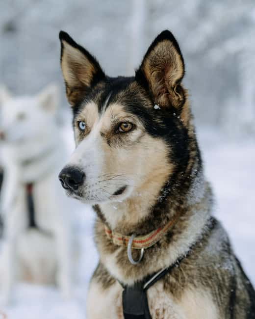 Rovaniemi: Small group Adults-Only 12-18km Husky Tour - Adults-Only, English-Speaking Guides, and Group Size