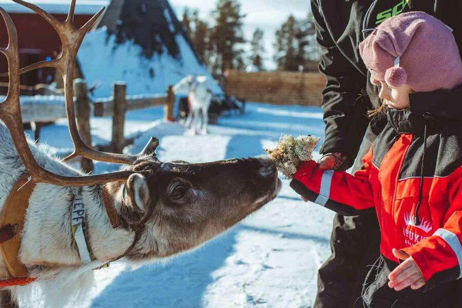 Rovaniemi: Snow Tour with Huskies, Reindeer, & Mini Scooters - Key things to know before you go