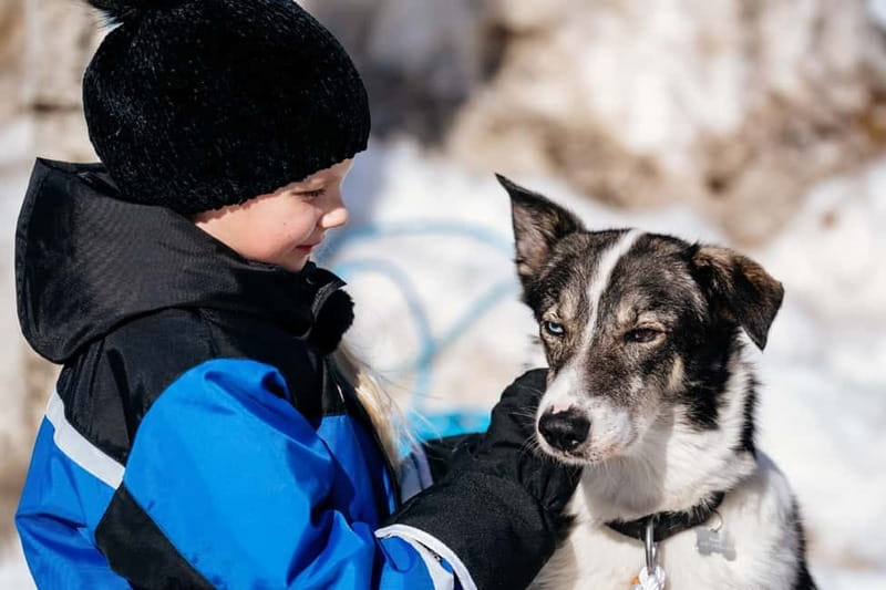 Rovaniemi: Snow Tour with Huskies, Reindeer, & Mini Scooters - Husky time: a short 500-meter safari plus petting