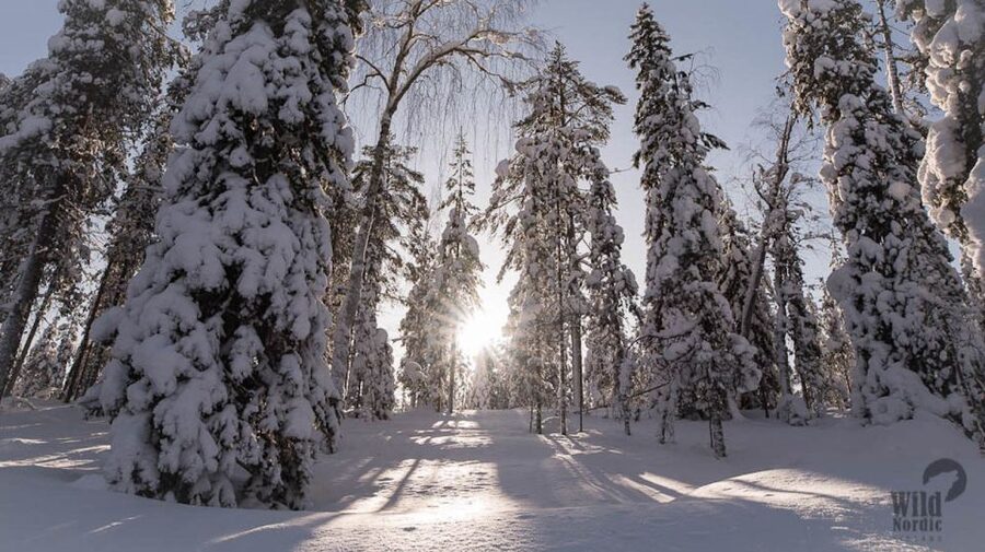 Rovaniemi: Snowmobile Safari into the Arctic Circle Forest - Speed and thrill level: controlled fun, not a race