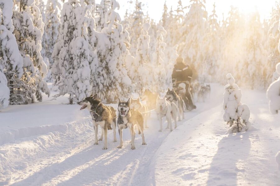 Rovaniemi: Snowmobile Safari, Reindeer & Husky Sleigh Ride - The big idea: why this combo works in Rovaniemi