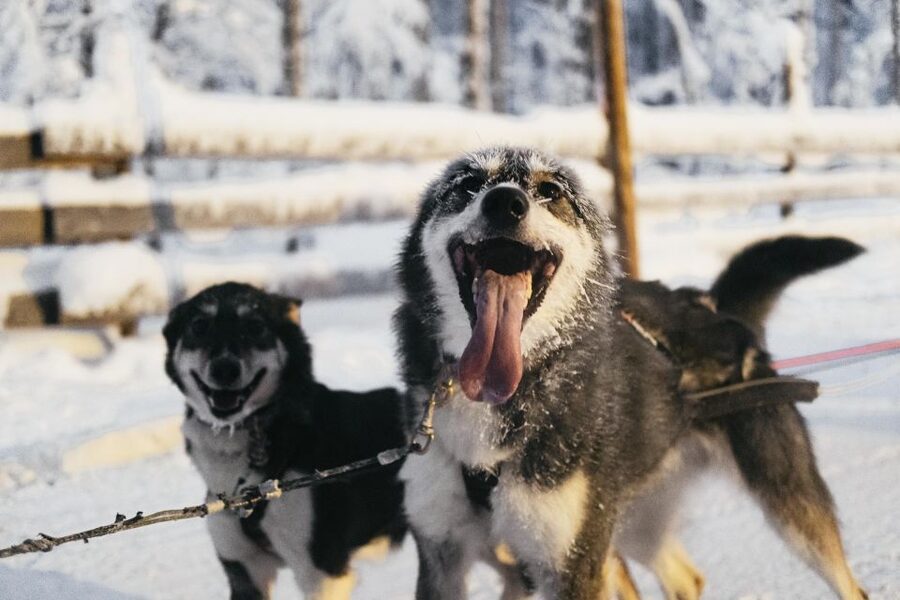 Rovaniemi: Snowmobile Safari, Reindeer & Husky Sleigh Ride - Husky farm stop and reindeer sleigh ride: short, close, and story-led