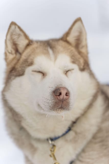 Rovaniemi: Snowmobile Safari, Reindeer & Husky Sleigh Ride - Where pickup happens and what timing feels like